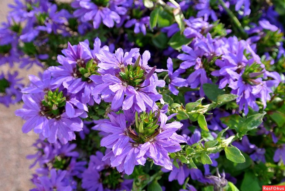 Scaevola Pink Blessing