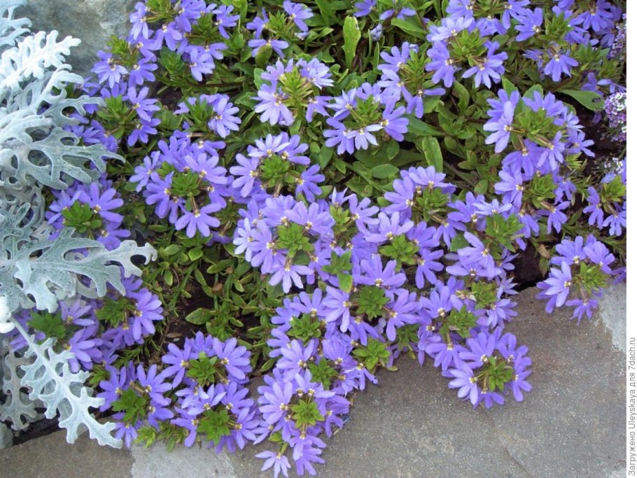 Сцевола смесь