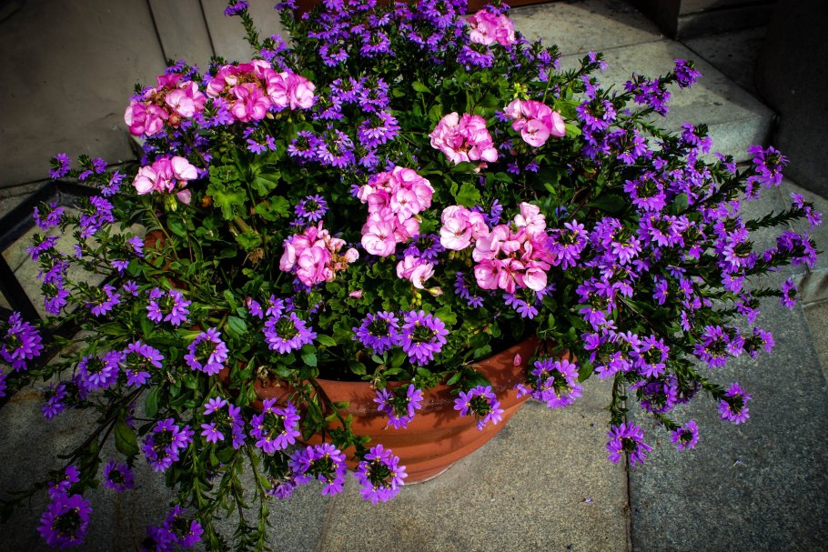 Сцевола Пинк Блессинг