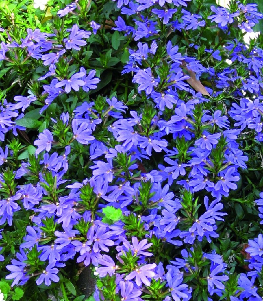 Цветок сцевола тим