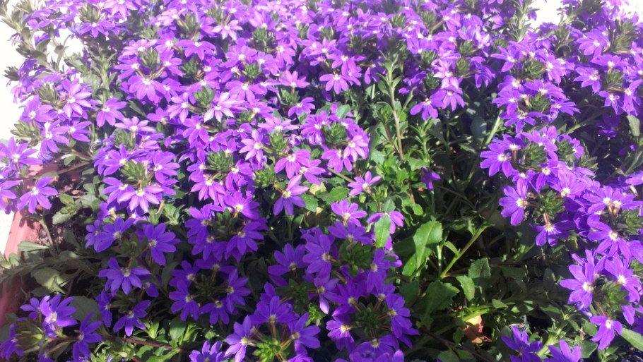 Сцевола ампельная