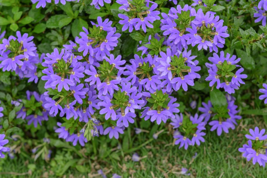 Сцевола однолетник