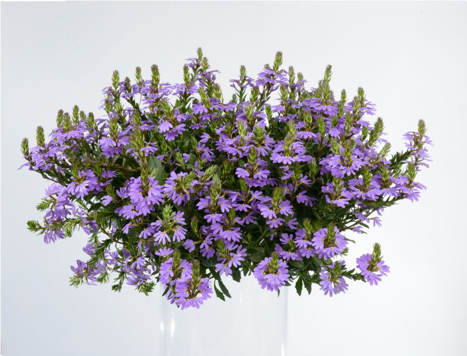 Сцевола однолетник