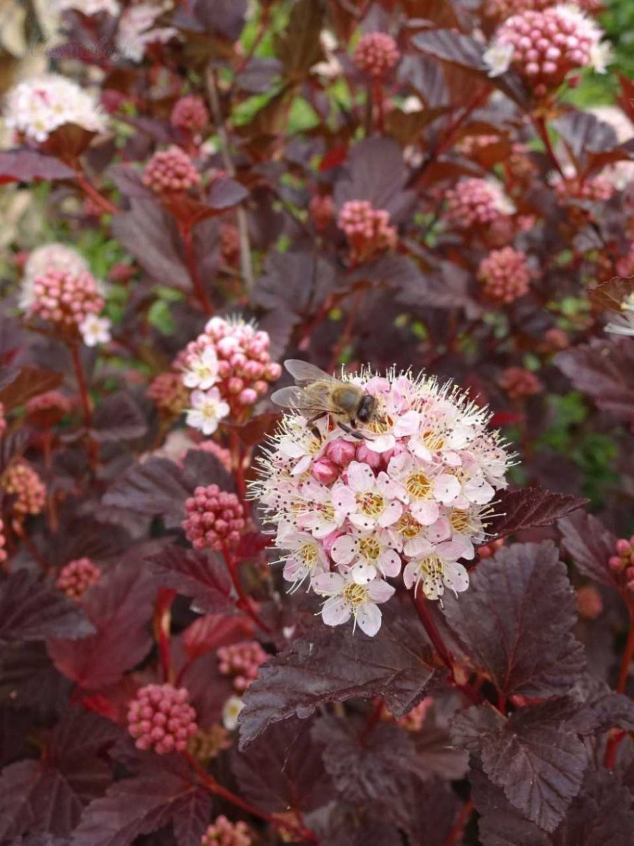 Пузыреплодник калинолистный Андре
