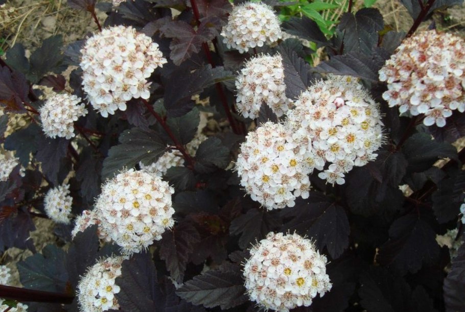 Physocarpus op. Shady Lady