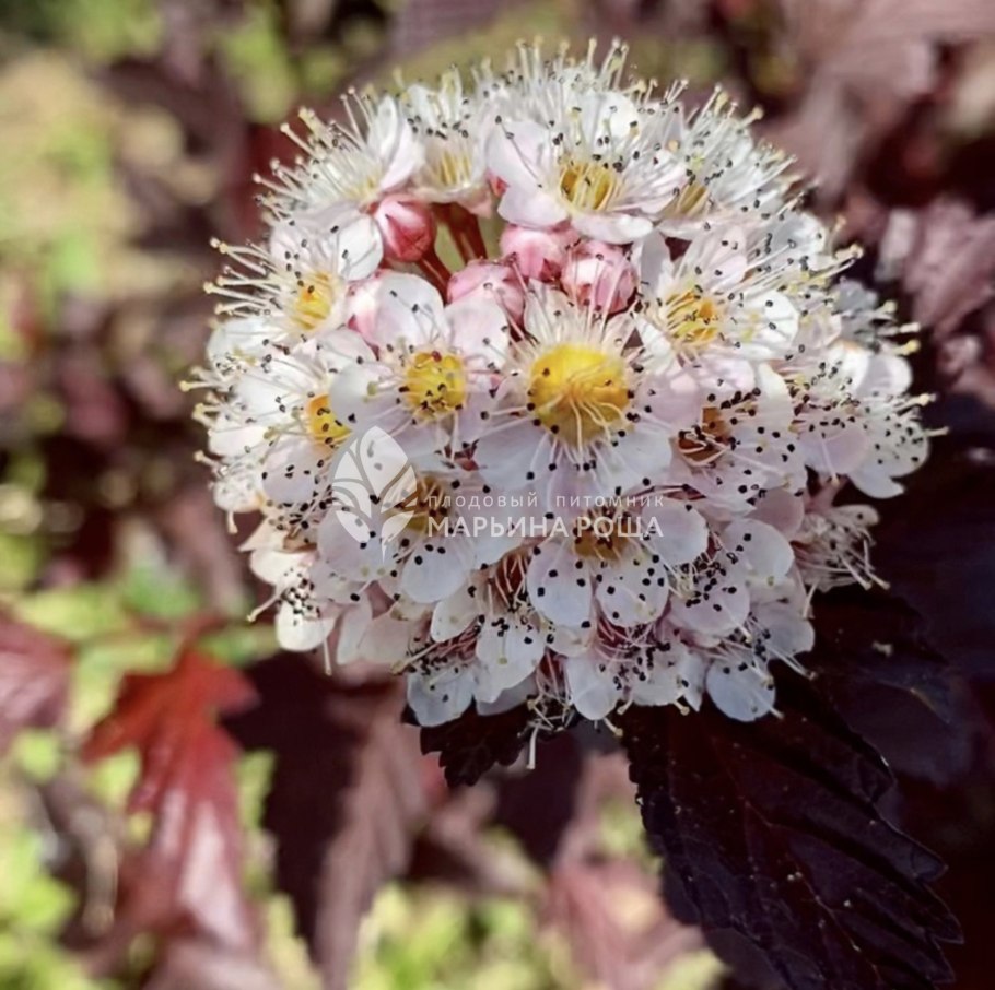 Пузыреплодник калинолистный «Рэд Барон»