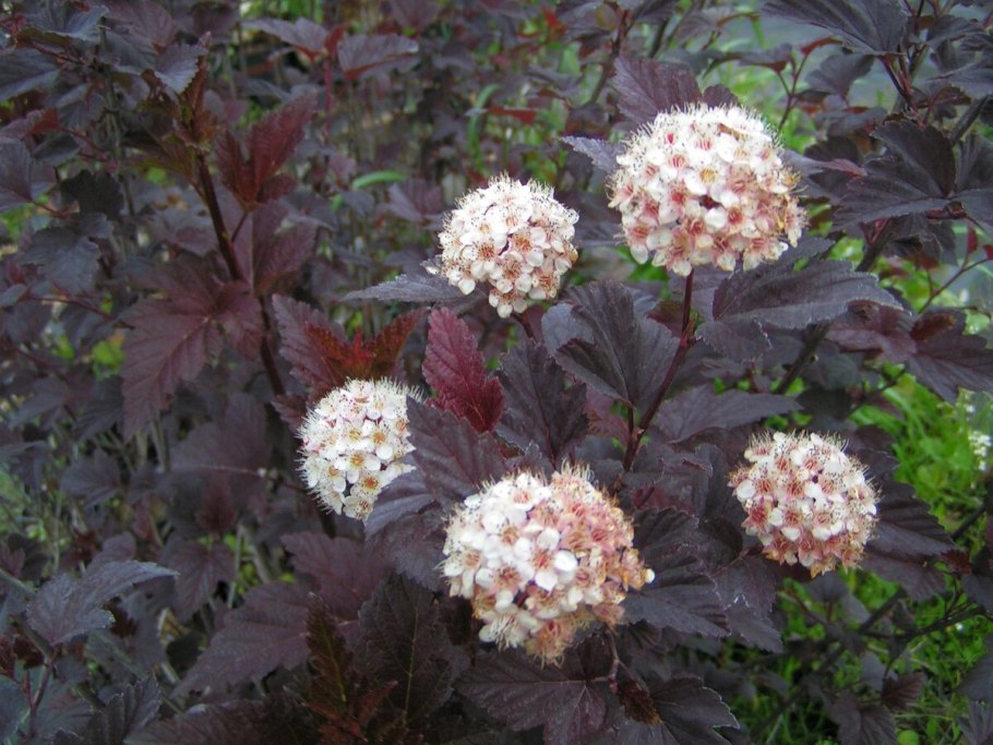 Пузыреплодник калинолистный "Дьябло"