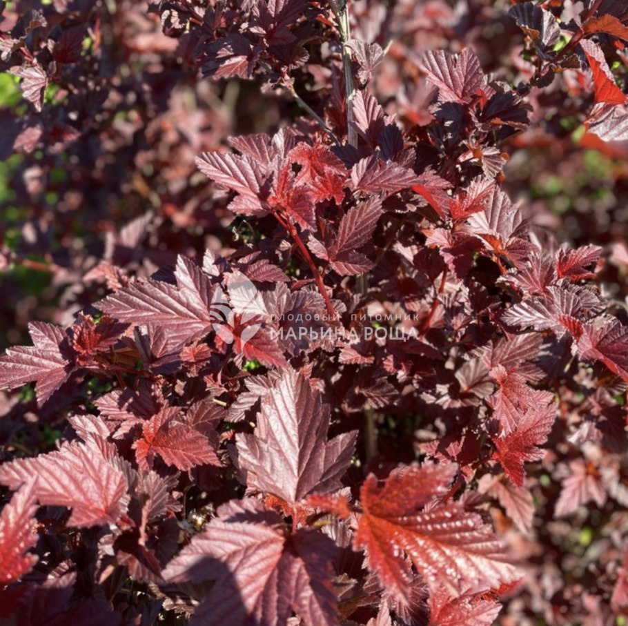 Пузыреплодник калинолистный Рэд Бэрон