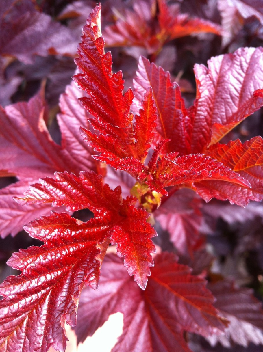 Пузыреплодник калинолистный (Physocarpus opulifolius &#96;Red Baron&#96;)