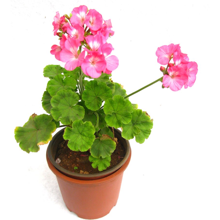 Пеларгония герань комнатная