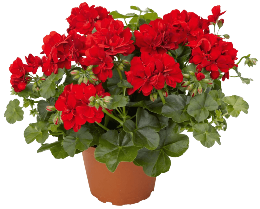 Пеларгония зональная микс d12