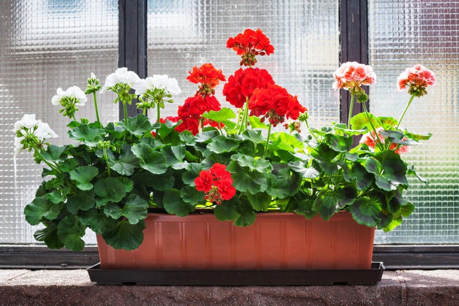 Пеларгония Розалинда в кашпо