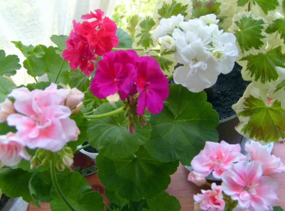 Пеларгония герань комнатная