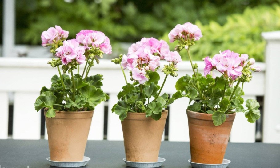 Герань горшечная