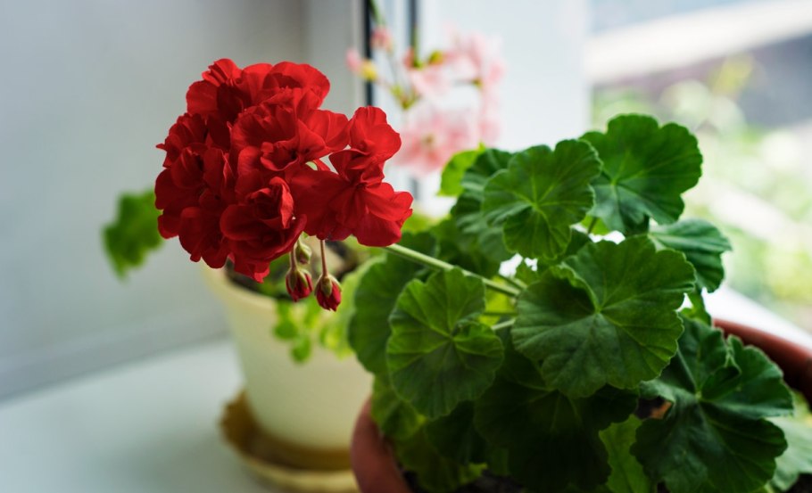 Пеларгония Wantirna