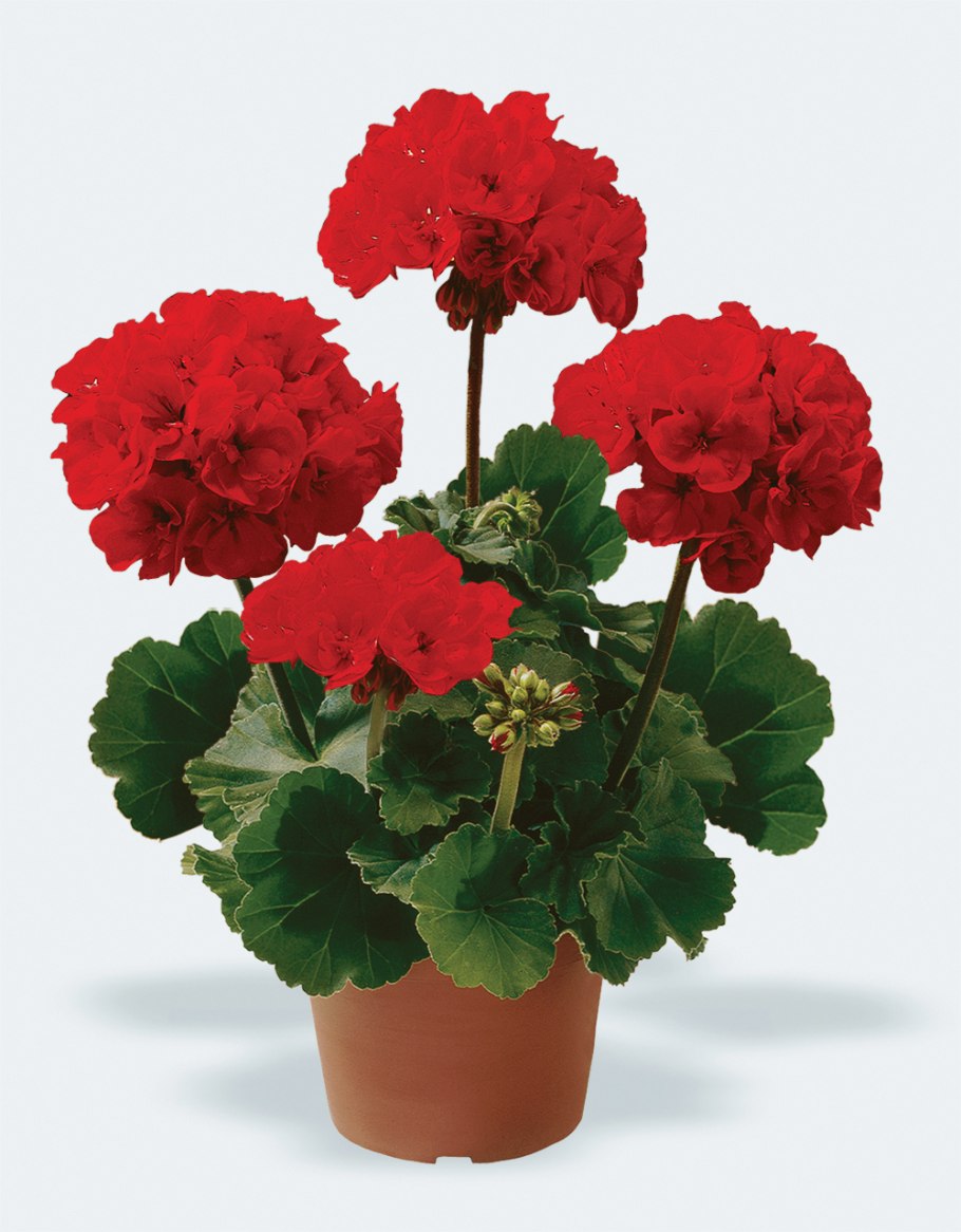 Пеларгония герань