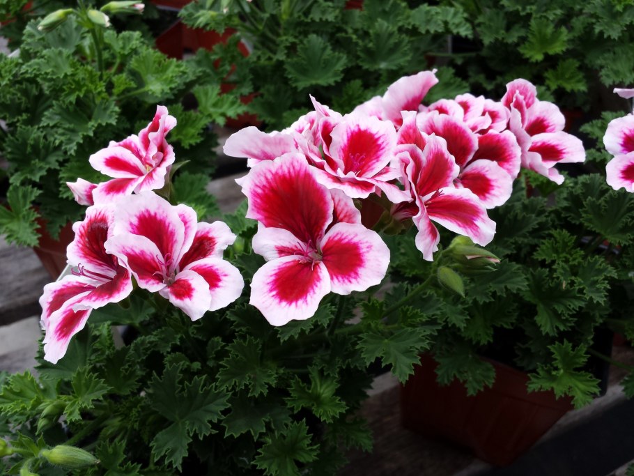 Пеларгония Королевская
