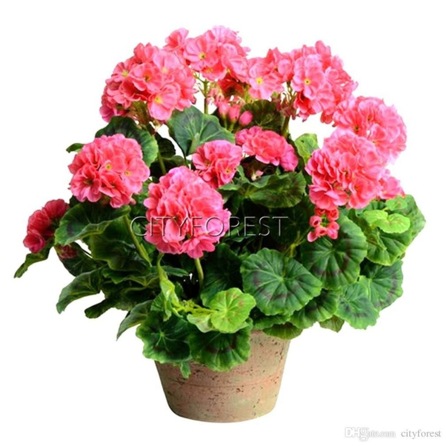 Герань цветок