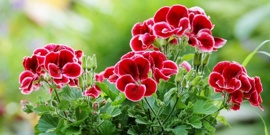 Пеларгония цветок