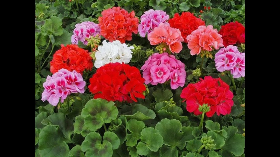 Пеларгония зональная комнатная