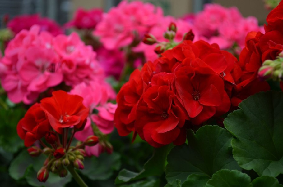 Герань цветок