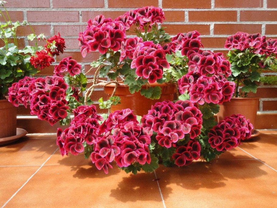 Комнатные цветы пеларгония