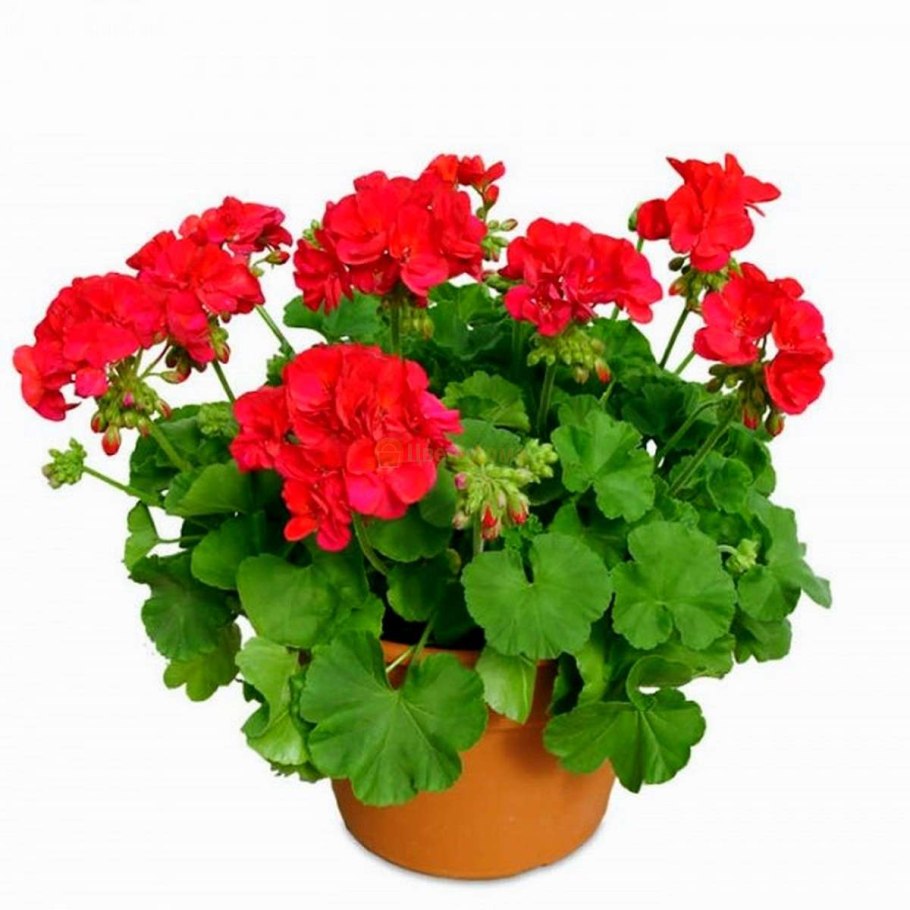 Пеларгония душистая пеларгония зональная