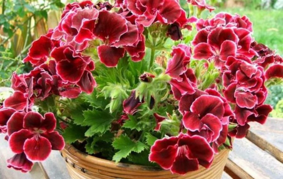 Пеларгония Королевская Jolenta