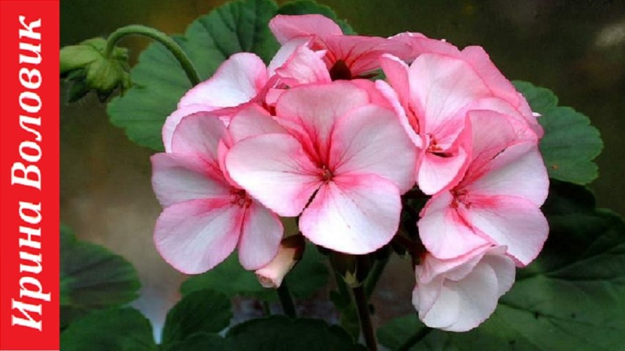 Пеларгония крупнолистовая