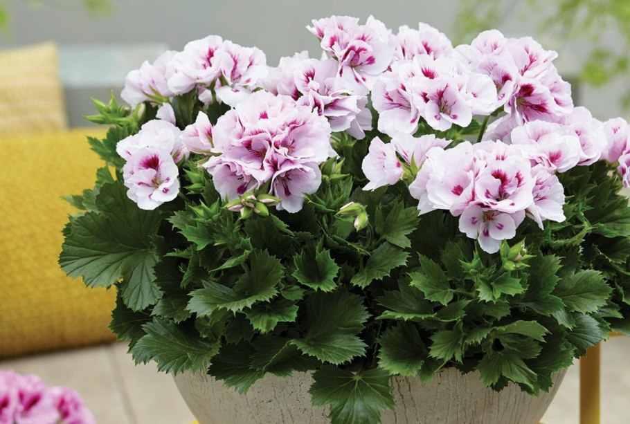 Пеларгония грандифлора