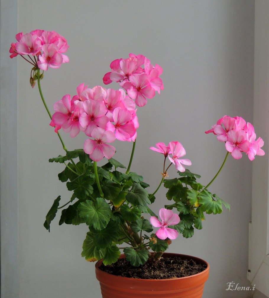 Carole Munroe пеларгония