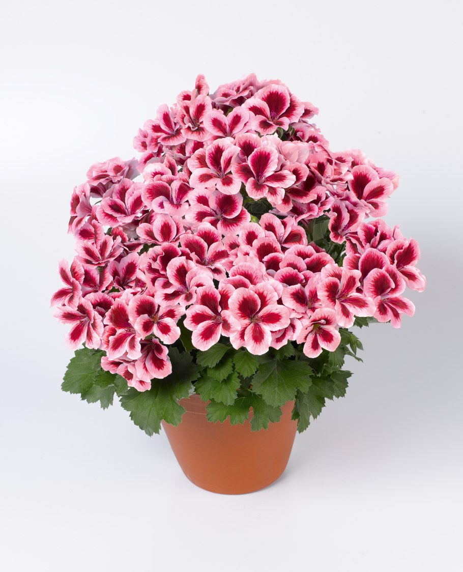 Пеларгония Королевская Jolenta