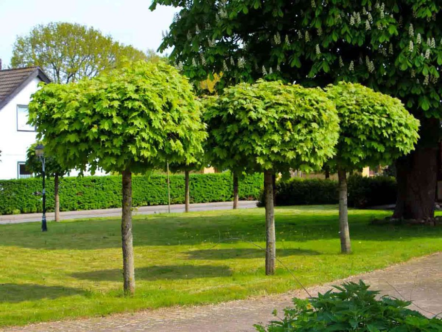 Клен остролистный globosum