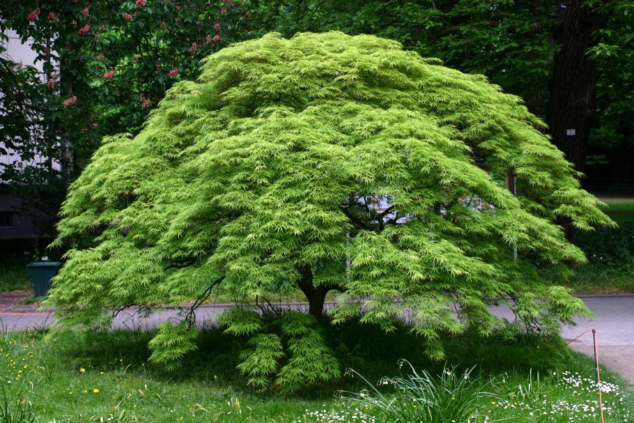 Acer palmatum
