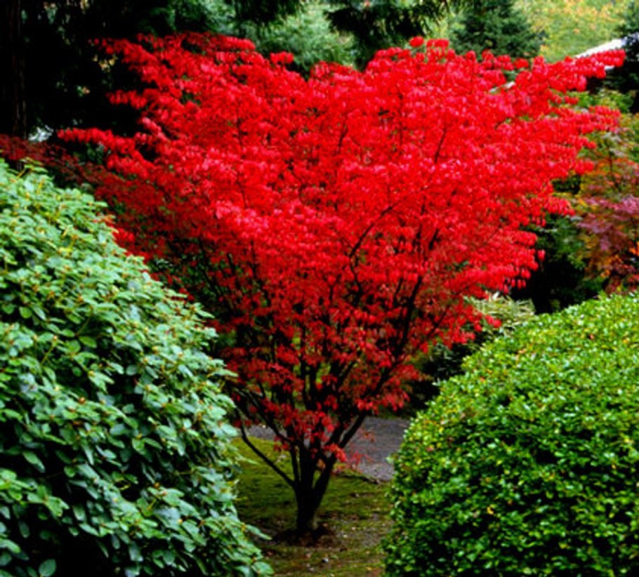 Shindeshojo Japanese Maple