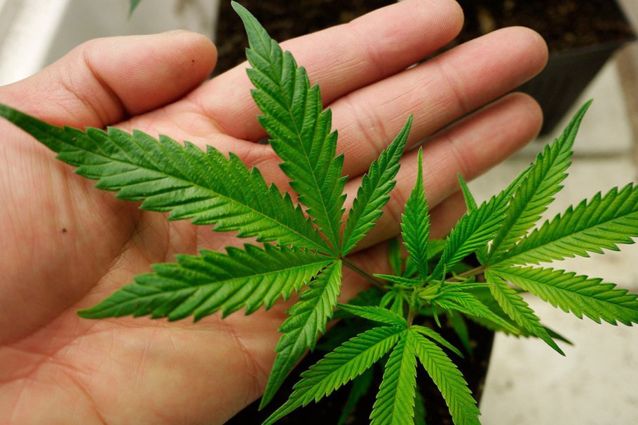 Конопля марихуана анаша