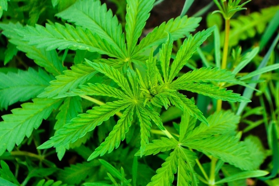 Конопля (растение рода Cannabis)