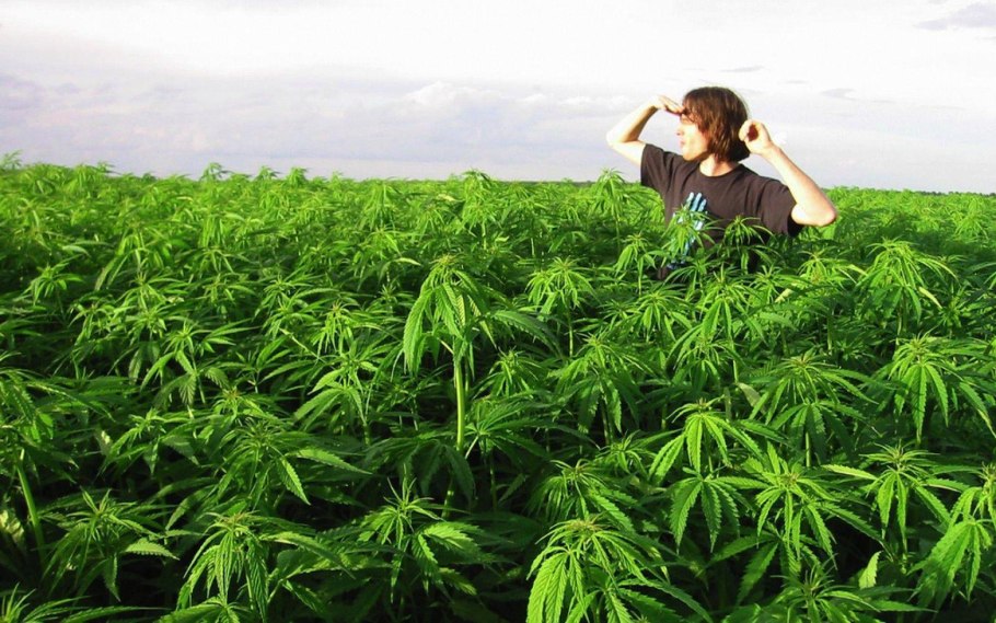 Чуйская конопляная плантация