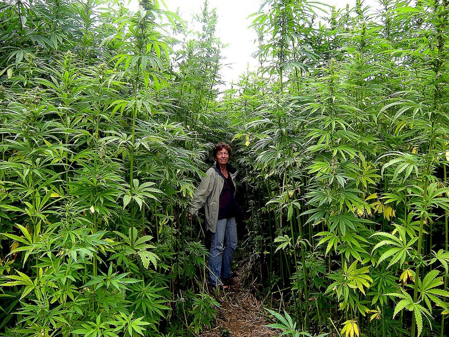 Сатива сорт Ямайка