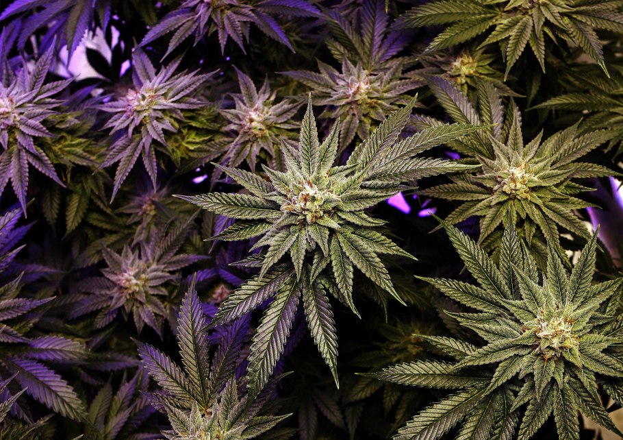 Канабис обыкновенный