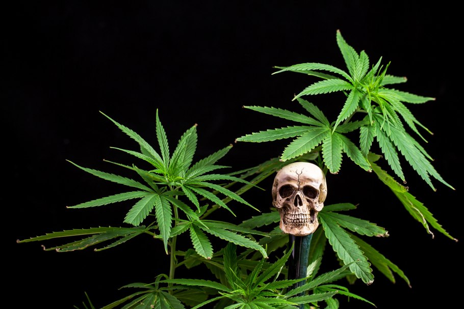 Конопля и марихуана