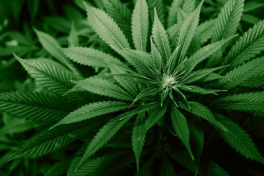 Конопля наркотик