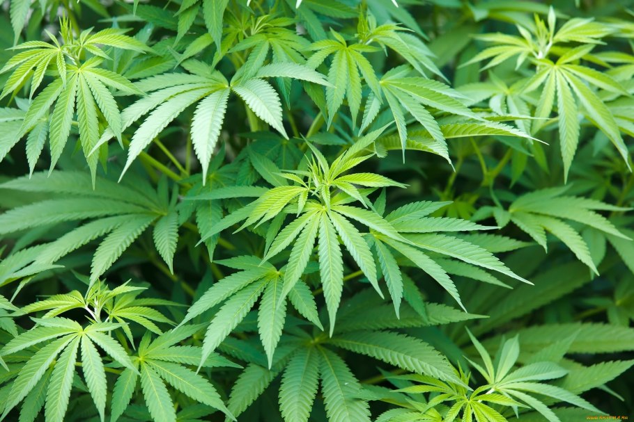 Картинки конопли