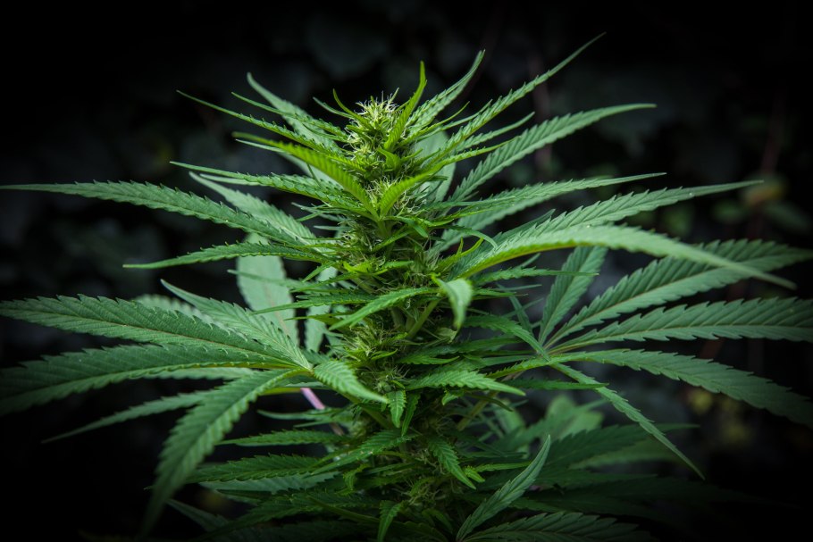 Канабис обыкновенный