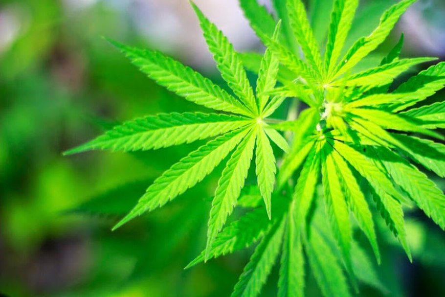 Красивая конопля