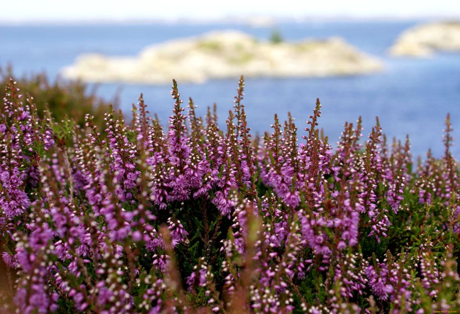 Шотландский Вереск