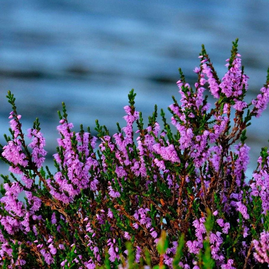 Вереск Calluna vulgaris