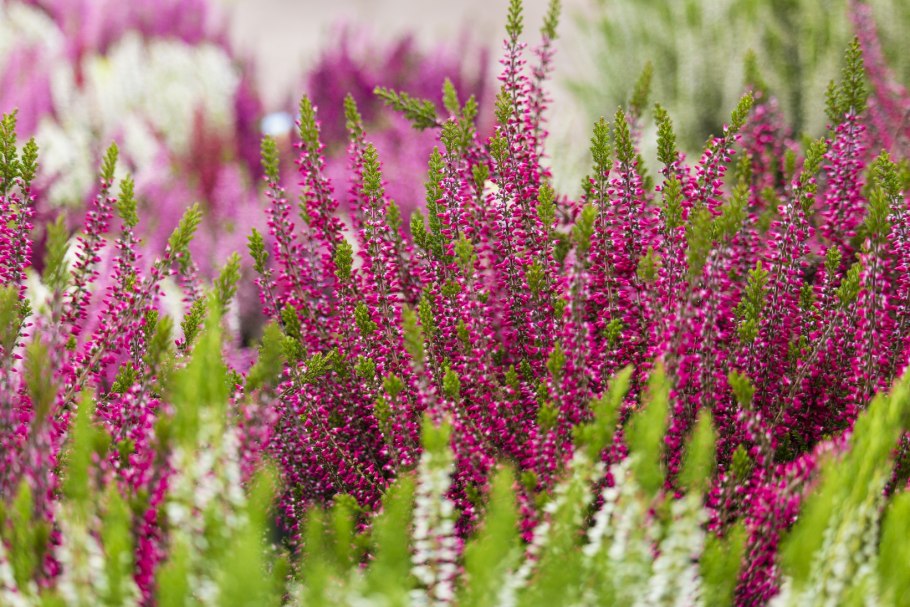 Вереск обыкновенный (Calluna vulgaris)