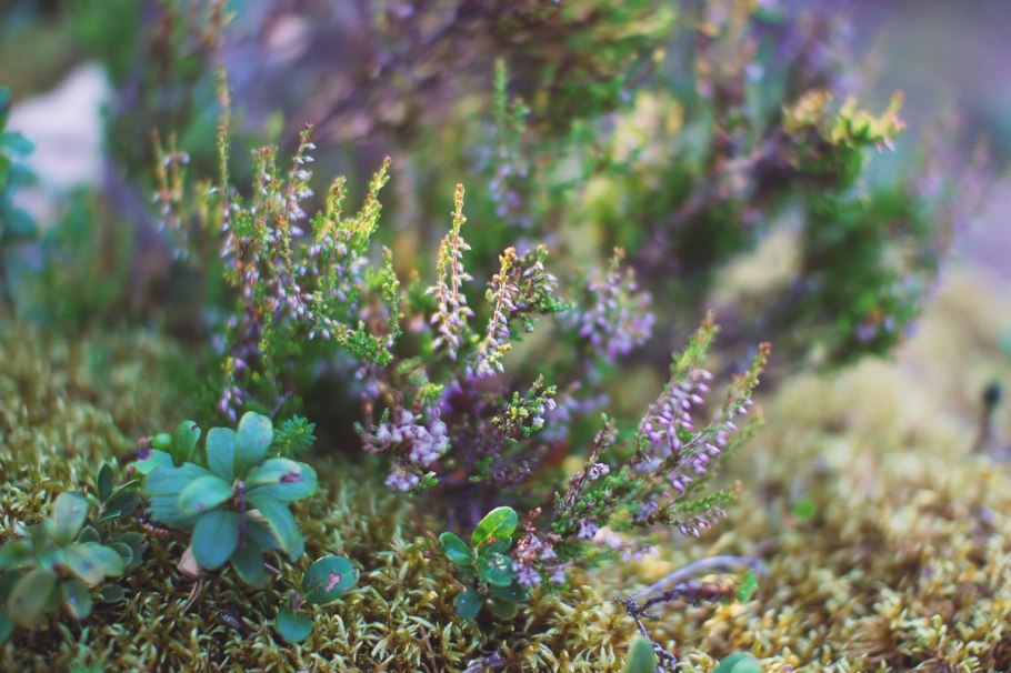 Вереск вечнозеленый