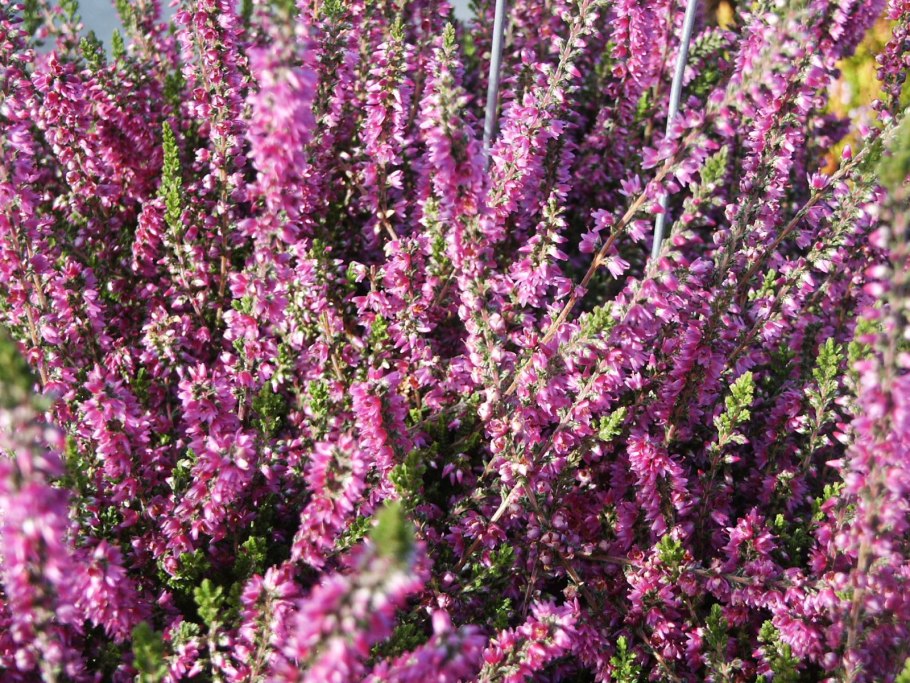 Вереск Calluna vulgaris